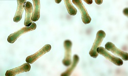 Corynebacterium diphtheriae